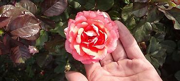 Роза: Продаю саженцы роз.Вьющийсяминирозы .куставые — 4