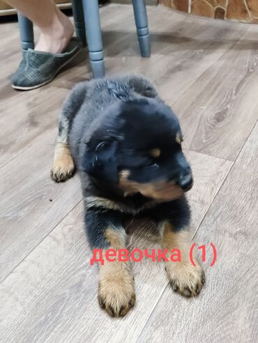 продам домик для кошки: Ротвейлер, 2 месяца, Самка, С прививкой, С родословной