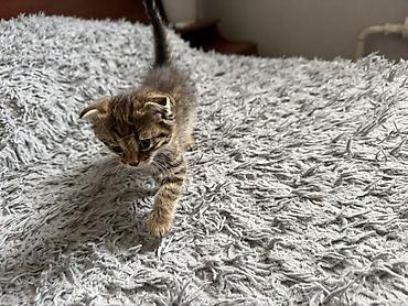 кошки маин кун: Беспородная, 1 месяц, Мальчик, Приучена к лотку — 10