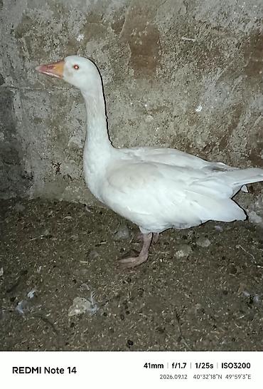 vendam kendi: Ağ qazlar – cütlük - Növ: ev qazı (ağ rəng, narıncı dimdik və — 3