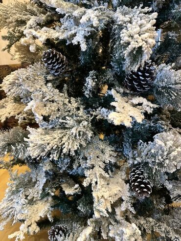 Yeni il ağacları: Qarlı Yenil ağacı – şam qozalarıda var üzerinde. Hündürlük- 2,1 -da lalafo.az — 7 Yeni il ağacları: Qarlı Yenil ağacı – şam qozalarıda var üzerinde. Hündürlük- 2,1 — 7