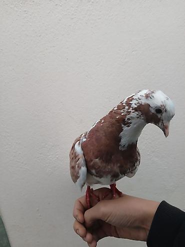 simental inek satisi: Salam.göyərçinlər yer yoxdu saxlamağa. real adamla razılaşaq — 7