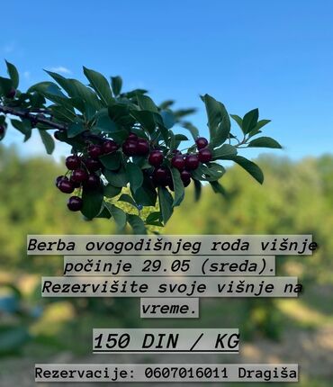 ormari i police: Na prodaju višnje 🍒. 150 din/kg Lajkovac i okolina. Isporuka po
