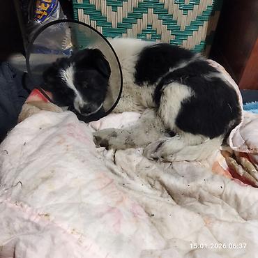 Отдам даром собаку: Щенок, черно-белый, среднего размера. Порода: дворняга . Возраст на — 19