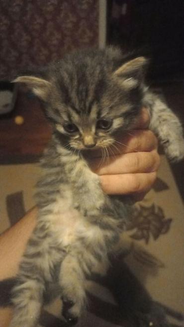 pitbul satilir: Şotland yastı qulaq, Dişi — 2