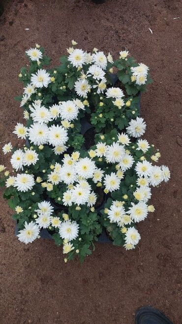 yonca toxumu qiymeti 2023: 1.50 aznden başlayan qiymətlərlə Xrizantema (Chrysanthemum) bəzək
