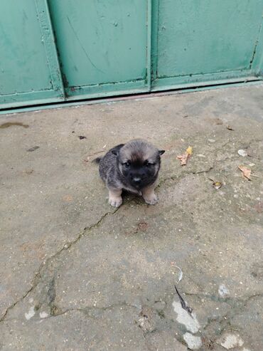 собака бу купить: Zvonok, 1 ay, Erkek, Peyvəndli, Ödənişli çatdırılma