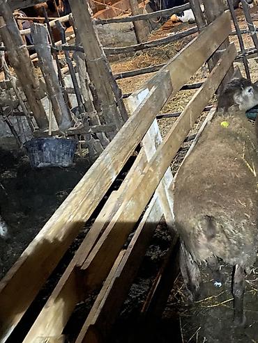 cuce ve xoruz temsili: Sabirabad sixsalahli sirvana yaxin diri cekisi 34 kq erkekdir — 2
