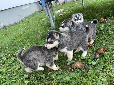 Psi: Sibirsky haski štenci - Leglo prelepih štenaca sibirskog haskija na lalafo.rs — 11 Psi: Sibirsky haski štenci - Leglo prelepih štenaca sibirskog haskija — 11