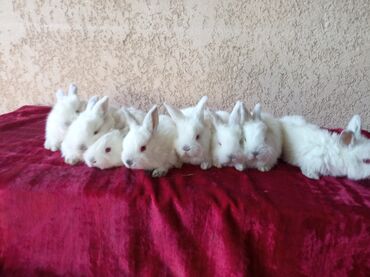 Грызуны: Продаю крольчат породы Калифорния почти 1 месячные по 300 с