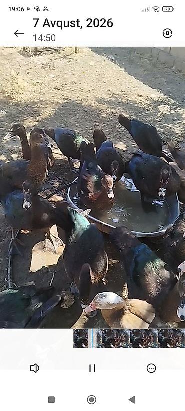 qara avstraloq: Dişi -3 ay 20 günlükdür zümrüd lal ördeklərdir son qiyməti-25 AZN — 4