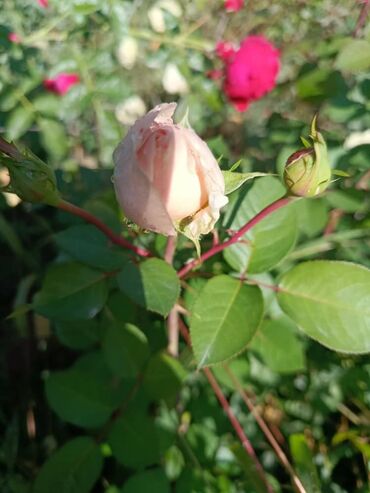 Садовые цветы и кустарники: Садовые розы — срезочные и для посадки Описание: - Разновидности — 9