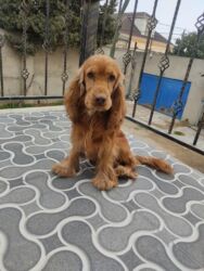 İtlər: Koker spaniyel, 1 il, Erkek, Peyvəndli -da lalafo.az — 8 İtlər: Koker spaniyel, 1 il, Erkek, Peyvəndli — 8