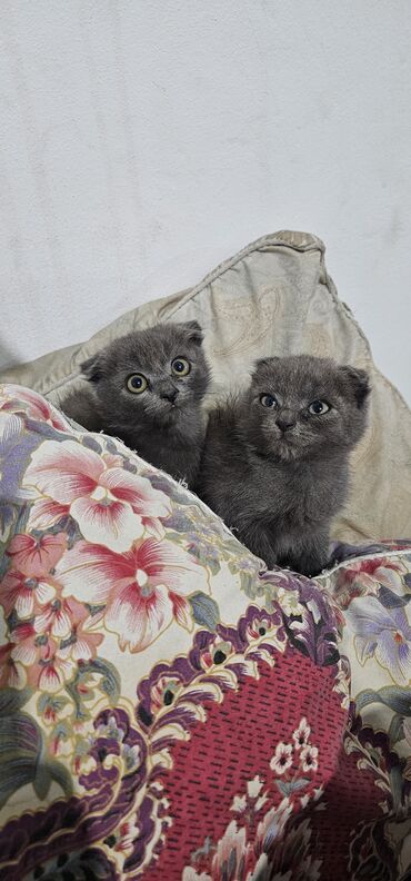 купить вислоухий кот: Два котёнка с короткой густой шерстью серого (графитового) окраса и