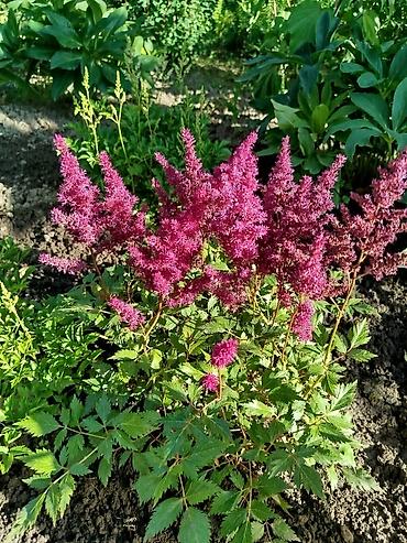 Гортензия: Саженцы — 6