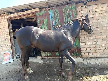 продам кента: Продаю | Жеребец | Рабочий — 4
