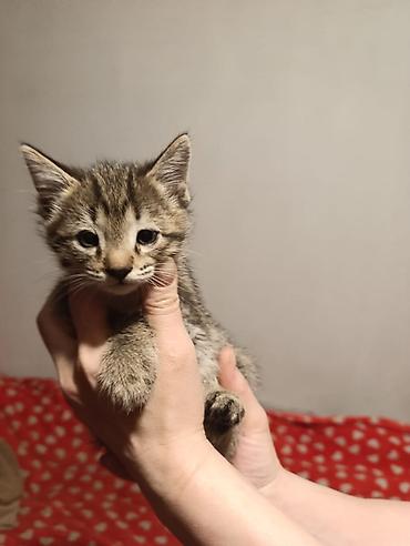 Отдам даром кошку: Котята девочки мальчики 1,5 месяца (серые мальчики, чёрно-белым — 17