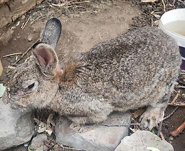reks dovsan: Dovşan dişidi, 8 bala verir — 1