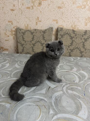 Pişiklər: Şotland, Dişi, Yaxşı əllərə — 7