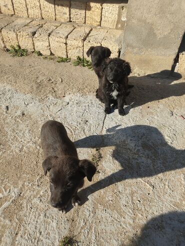 İtlər: Zvonok, 2 ay, Erkek — 9