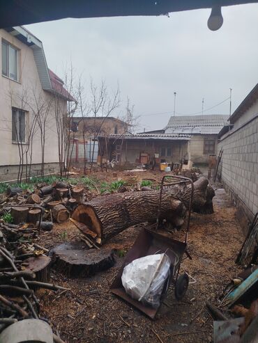 домашнее молоко бишкек: Продаю ствол ореха.договорная