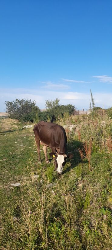 охотничий собака: Продаю | Тёлка | Полукровка