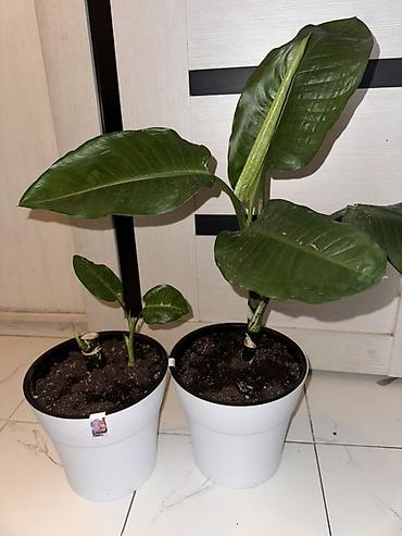 Диффенбахтар: Диффенбахия (Dieffenbachia) в горшках

Большой 3500
Маленькие по 2500 — 2