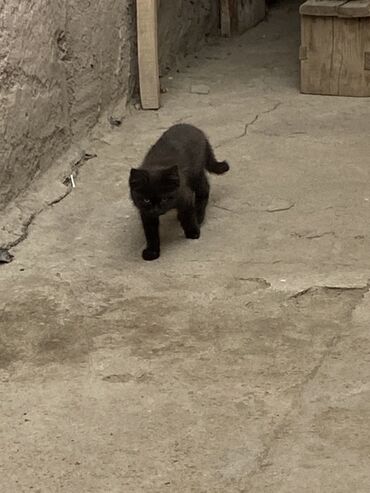 купить домик для кошки недорого: Черный котенок с короткой шерстью. Имеет выразительные глаза и