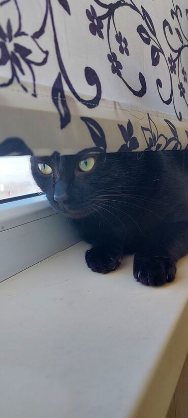 где можно купить кошку: 2 жаш, Эркек, Кара, Бычылган