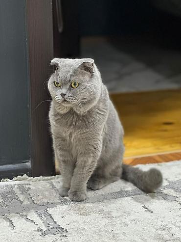 cins pisik satisi: Şotland yastı qulaq, Erkək, Yaxşı əllərə, Ünvandan götürmə, Ödənişli çatdırılma — 4