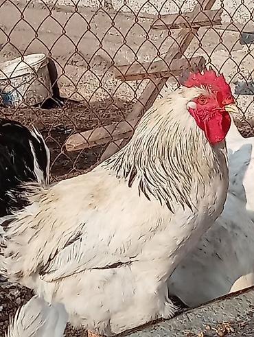 Куры, петухи: Продаю | Петух | Для разведения — 9