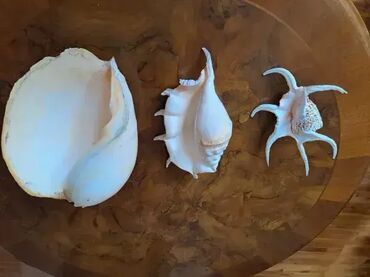 Akvariumi: Tri velike, izuzetno lepe skoljke. Dimenzija i cena: 30x23cm 4000din — 2