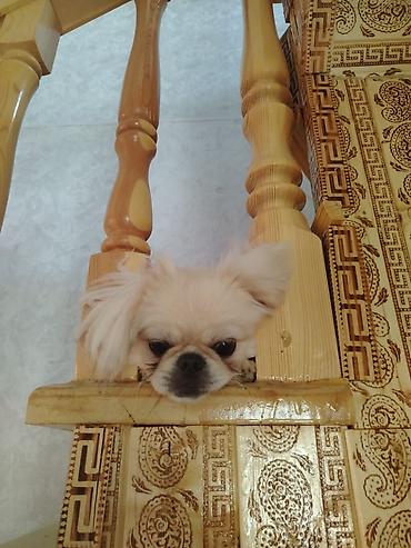 boxer it: Pekines, 1 il, Dişi, Peyvəndli, Ünvandan götürmə — 1