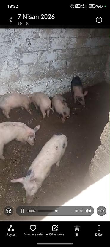 donuz balası: Məhsul: Donuz balaları (şahinli, ləkəli və açıq rənglərdə)biri 150m — 4