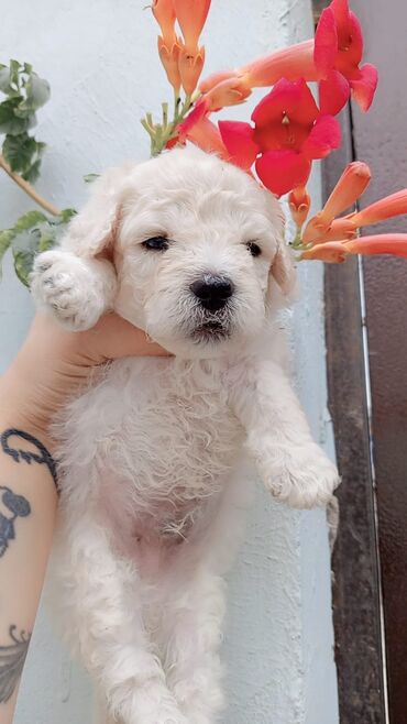 poodle satışı: Malta bolonka, 1 ay, Dişi