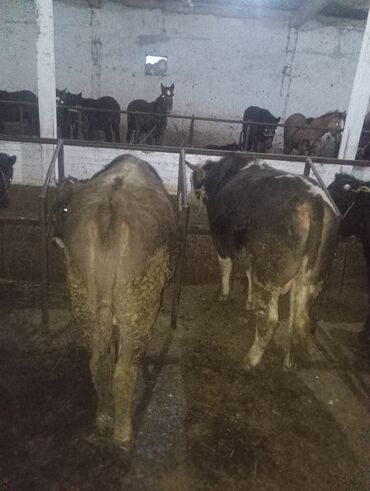 Коровы, быки: Продаю | Бык (самец) | На откорм | Привязанные — 1