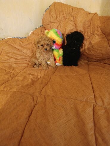 i̇tlər pekines: Pudel