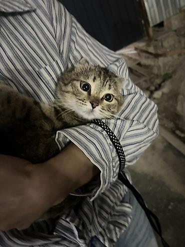 кошка вислоухая: Скотиш Фолд (Шотландская вислоухая), 7 месяцев, Девочка, Приучена к лотку, Проглистована, С документами — 2