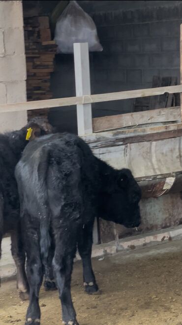 продаю быка: Продаю | Бык (самец), Музоо, торпок | Симментальская, Абердин-ангус | Искусственник