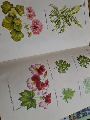 Digər kitablar və jurnallar: Большая энциклопедия начальной школы(полный курс начальной школьной -da lalafo.az — 6 Digər kitablar və jurnallar: Большая энциклопедия начальной школы(полный курс начальной школьной — 6