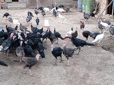 hind guşu: Məhsul: Hind toyuqları. Amerikan sortu Təsvir: - Açıq həyətdə — 7