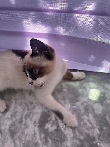 отдам обезьяну в добрые руки: Кошка даром: Экзотическая, 3 месяца, Девочка — 2