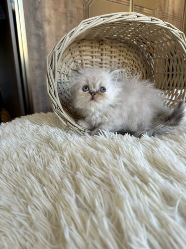 Pişiklər: Şotland yastı qulaq, Erkək, Dişi, Yaxşı əllərə, Ünvandan götürmə, Pulsuz çatdırılma, Ödənişli çatdırılma — 183