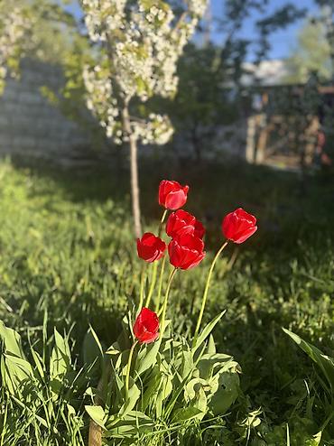Продажа коттеджей и домов: Продаётся 3х ком + (кухня-санузел-прихожая)дом по Ул .Убукеева — 5