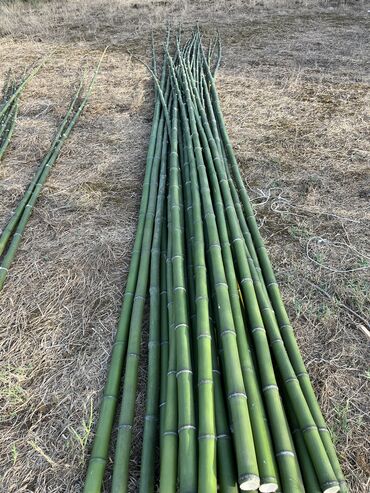 Tinglər: Məhsul: İynəyarpaqlı dekorativ ağac və xurma tingləri - Thuja/Kiparis — 13