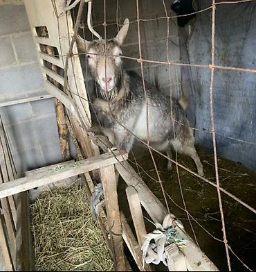 Козы, козлы: Продаю | Коза (самка) | Полукровка | Для разведения | Котные — 6