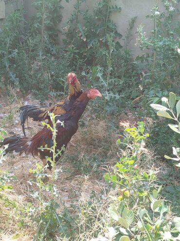 Digər quşlar: Təmiz heyrati türk sortu1 ata xoruz yaş yarimliqdibir bala xoruz 5