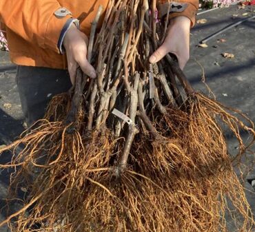 Meyvə və giləmeyvə: Üzüm tingləri və süfrə-sortları - Avatar (şirin barmaqvari qara — 9