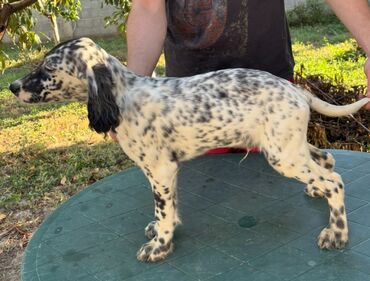 Psi: Na prodaju stenci engleskog setera. Stenci su iz vrhunskog legla na lalafo.rs — 7 Psi: Na prodaju stenci engleskog setera. Stenci su iz vrhunskog legla — 7