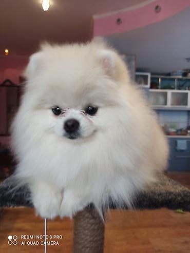 Вязка собак: Шпиц Померанский, Предлагается для вязки, не продается! Даёт — 5